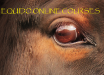 Equido Horsemanship Ltd