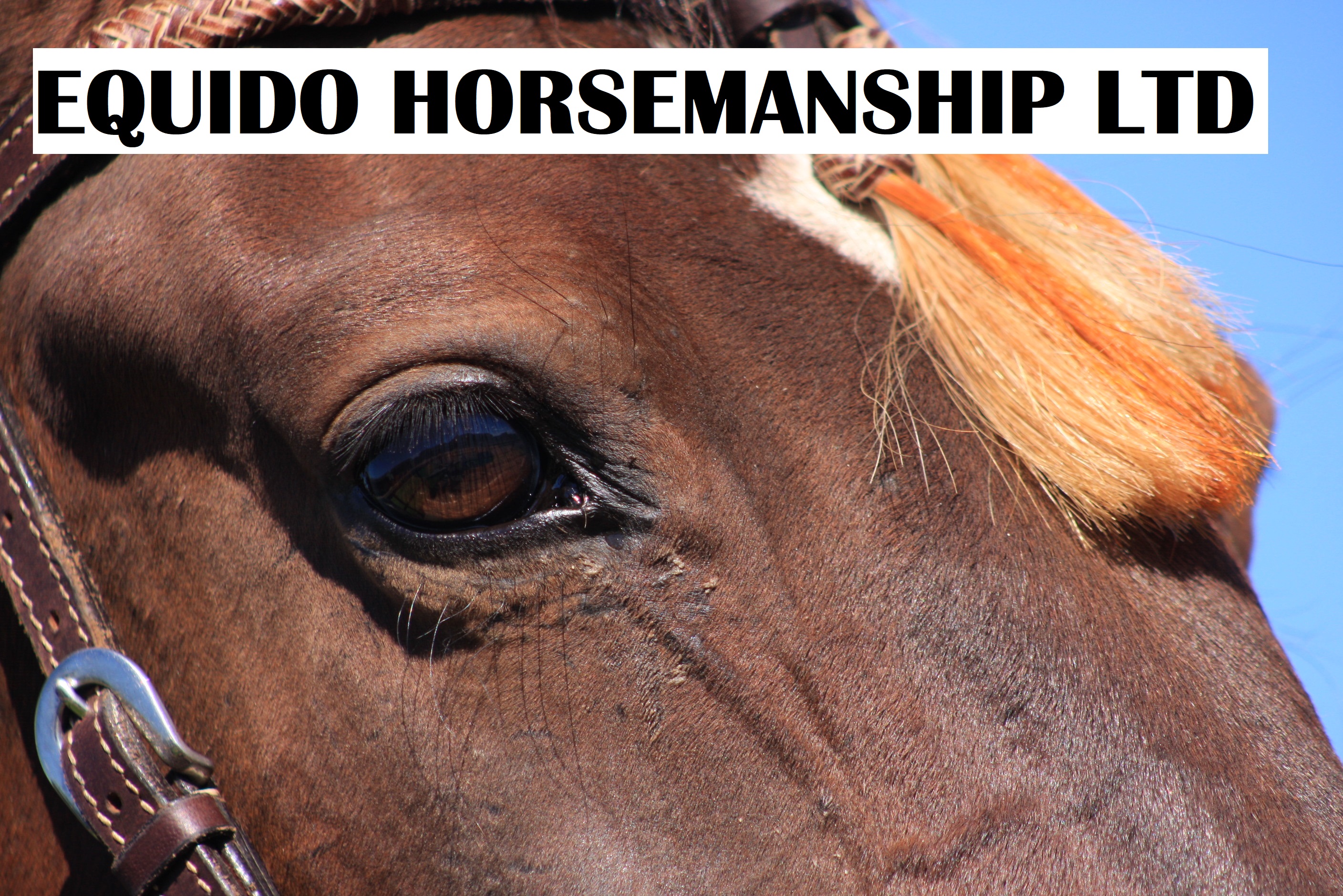 Horse Eye